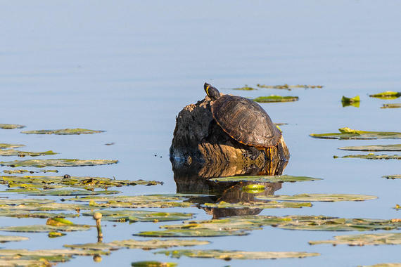 Gelbwangenschildkröte Foto: Thomas Alberer